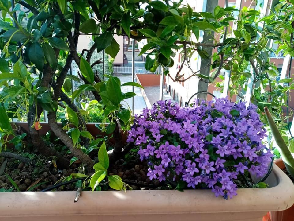 Appartamento Con Terrazzo A 戈尔贡佐拉 外观 照片